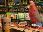 Corona Extra with plastic parrot. Filming the COVID ad, April 2021. Photo by AliG.