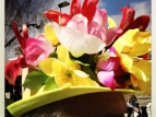 2015 Hastings Blossom Festival - Nige's hat - photo by Alison Green